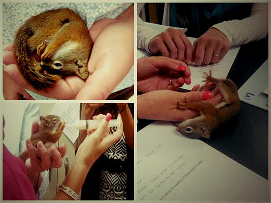 Squirrel Squirrel