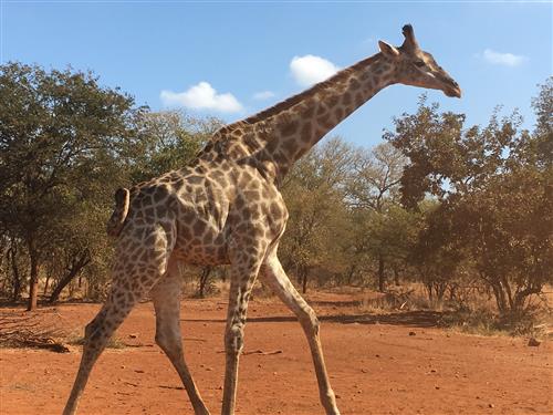 A South African giraffe 